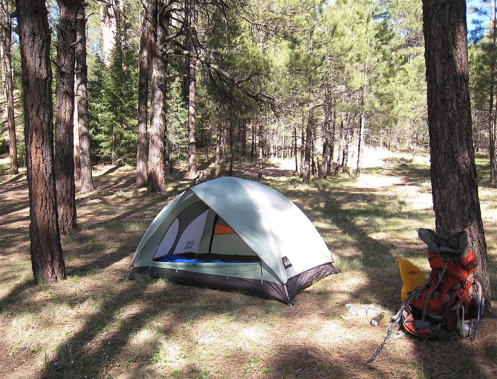 Tente de camping dans une foret de pins